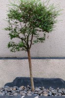 /album/le-jardin/p1030253-jpg/