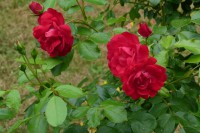 /album/le-jardin/p1030257-jpg/