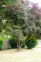 /album/le-jardin/p1030276-jpg/