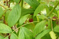 /album/le-jardin/p1030278-jpg/